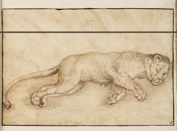 Lioness with an open eye, circa 1639, in a book of miniatures and drawings, Folio 6, by Giovanna Garzoni. Pen and watercolor on paper; 7 1/8 inches by 10 1/2 inches. National Academy of San Luca, Rome. (National Academy of San Luca, Rome)