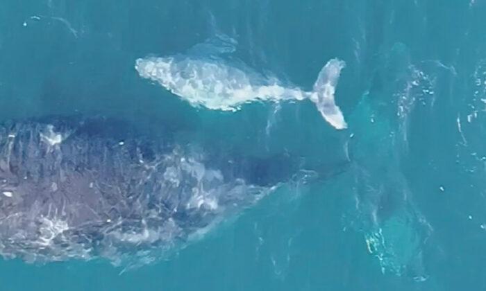 Aussie Dad Captures Drone Footage of ‘Extremely Rare’ White Humpback Whale Calf