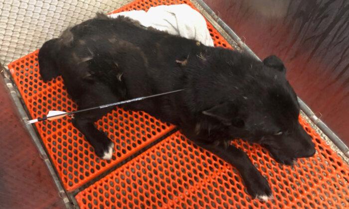 Dog Was Shot in the Neck With an Arrow on Reservation, Gets Rescued, Expected to Recover