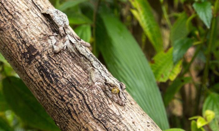 Hard-to-Spot Creatures With Amazing Camouflage: Can You See the Animals Hiding in Their Surroundings?