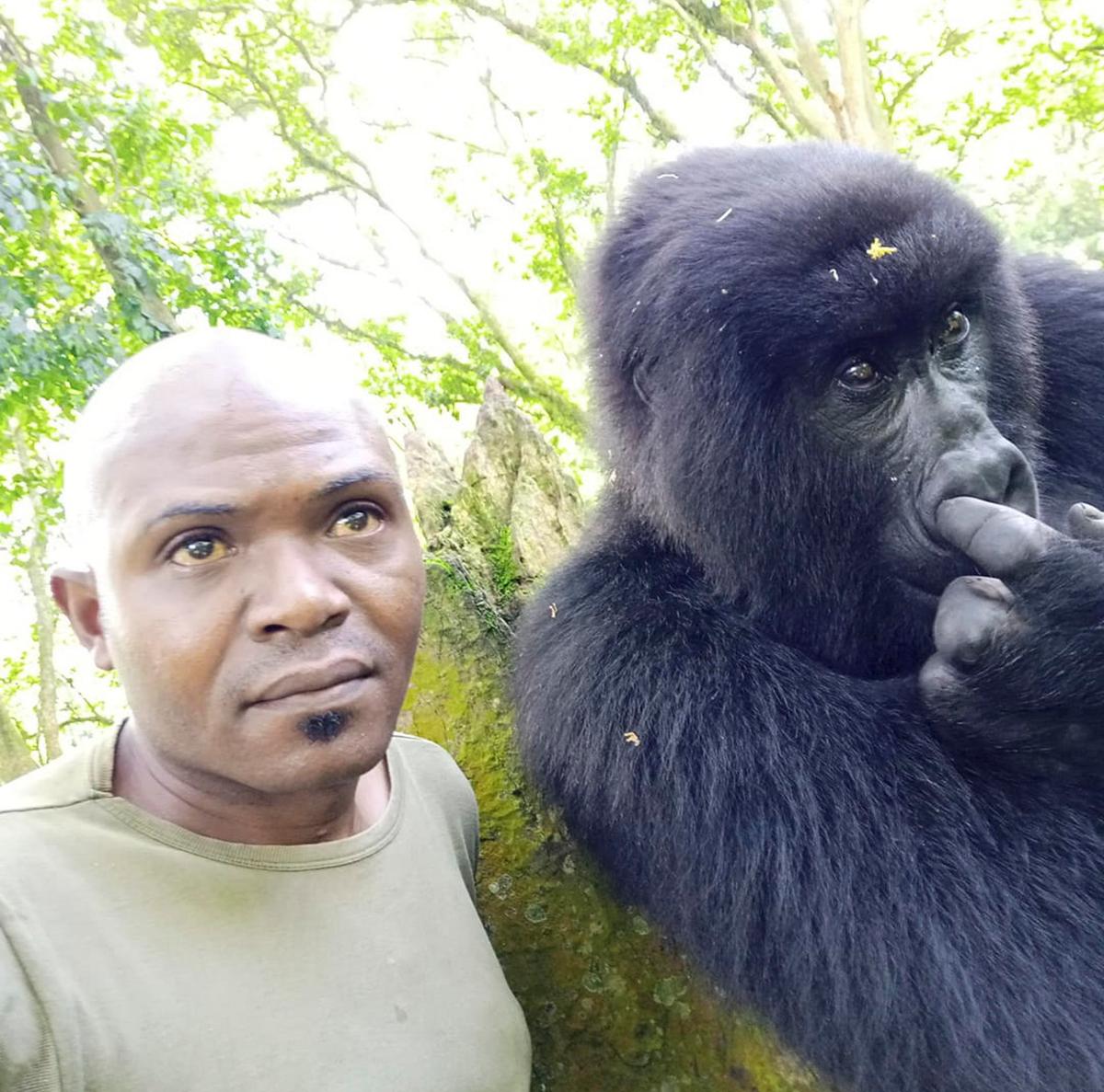 Warden Patrick Sadiki Karabaranga with a gorilla friend that's keeping its fingers busy fidgeting with its nose. (Caters News)