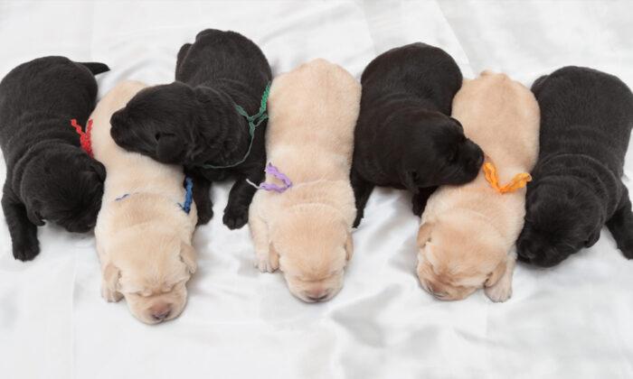 Black Labrador Gives Birth to Bumper Litter of 14 Puppies: ‘One to Remember,’ Says Owner