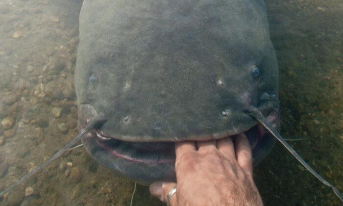 Fisherman Reels In Massive ‘River Monster,’ Sets New State Record for Largest Catfish in Pennsylvania
