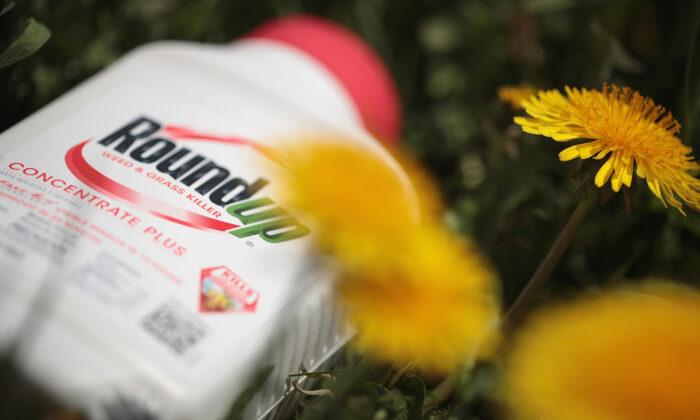 Traces of Roundup Found in Canadians’ Food, Tap Water, Blood and Urine Samples: Health Dept.