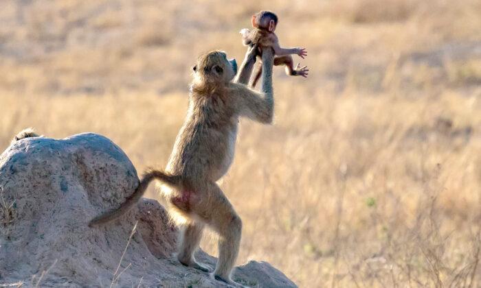 The Lion King Moment: Baboon Holds Up Baby Monkey Like Simba in the Disney Film