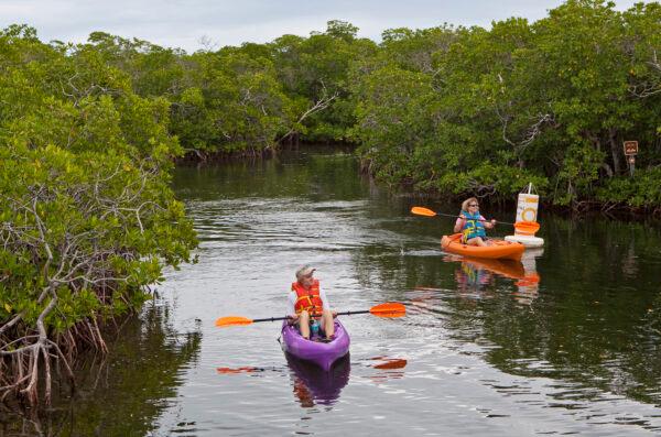 Kayakers paddle along mangroves at John Pennekamp Coral Reef State Park in Key Largo, Fla. The nation's first underwater preserve encompasses 70 square miles of coral reefs, seagrass beds and mangrove forests. (Bob Care/Florida Keys News Bureau)