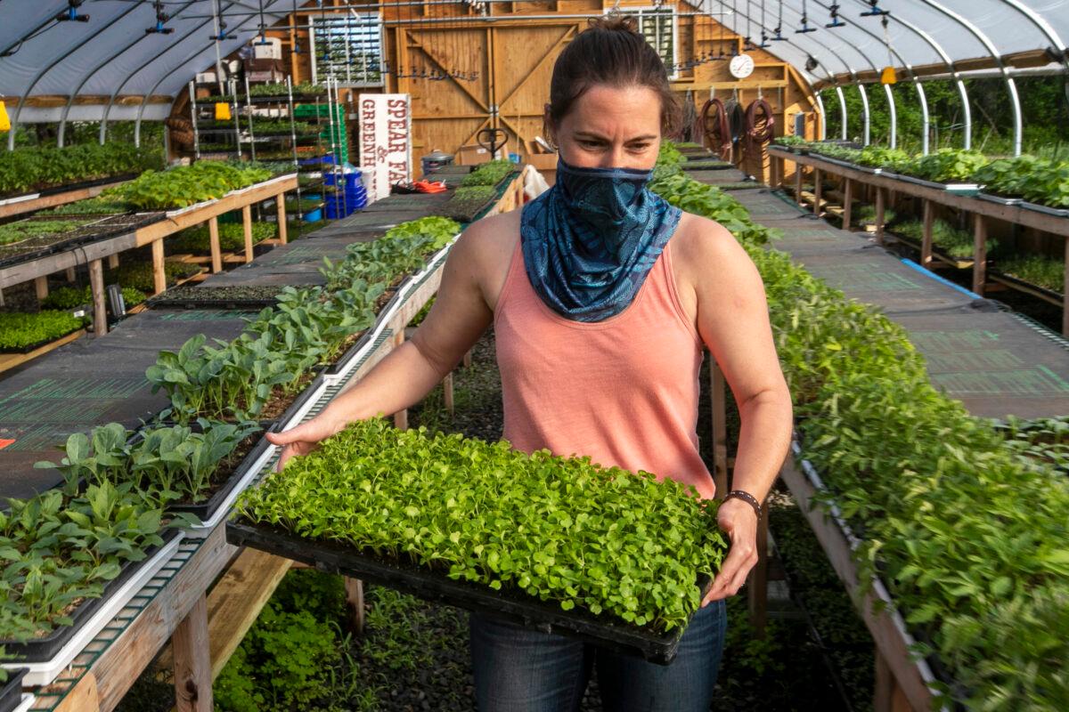 Jamien Richardson moves a tray of baby arugula in a crop house at Spear Spring Farm in Warren, Maine, in a file photo. (Robert F. Bukaty/AP Photo)