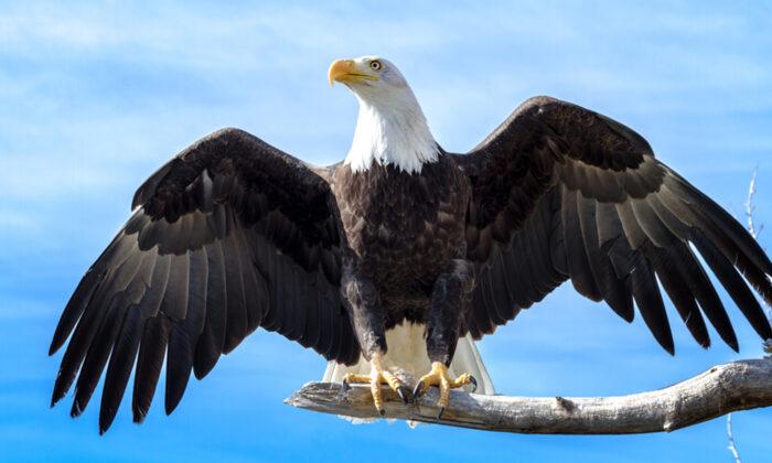 This Sheriff’s Deputy Has Rescued 19 American Bald Eagles: ‘They Are the Nation’s Bird’