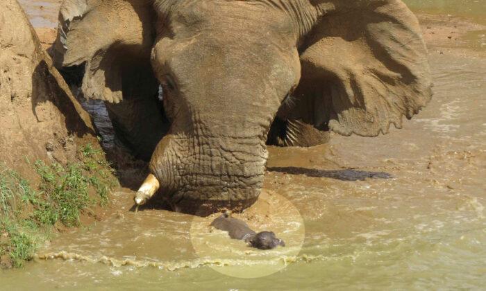 Photos Show Mother Hippo Fighting Off HUGE Elephant That Tries to Threaten Her Baby
