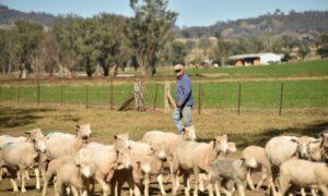 Climate Change Authority Says Farmers Being Pressured to Up Emissions Reporting