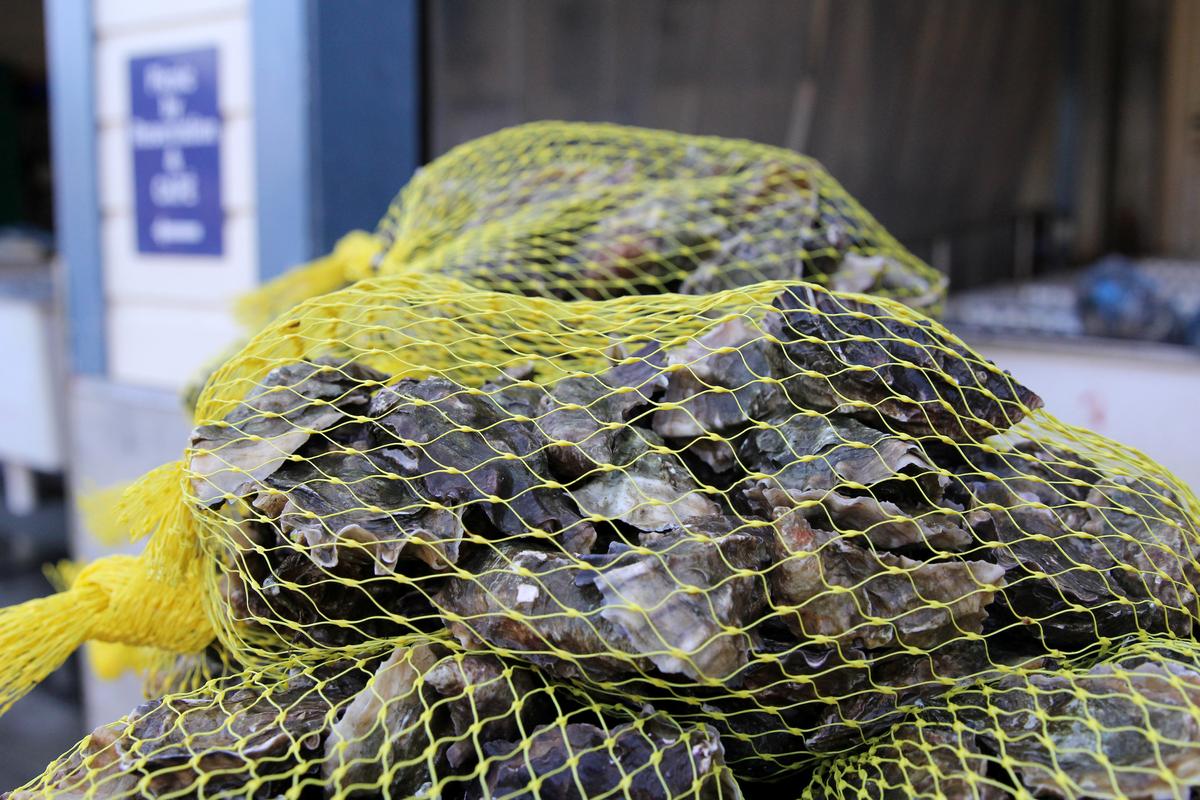 A bag of oysters at Hog Island Oyster Co. (REUTERS/Nathan Frandino)