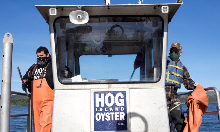 After Pandemic, California Oyster Farmer Confident in Industry’s Return