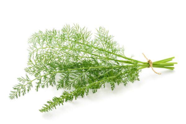 Wild fennel. (Scisetti Alfio/Shutterstock)