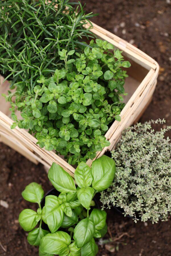 Grow your own herb garden for fresh herbs at your fingertips. (Von Magdalena Kucova/Shutterstock)
