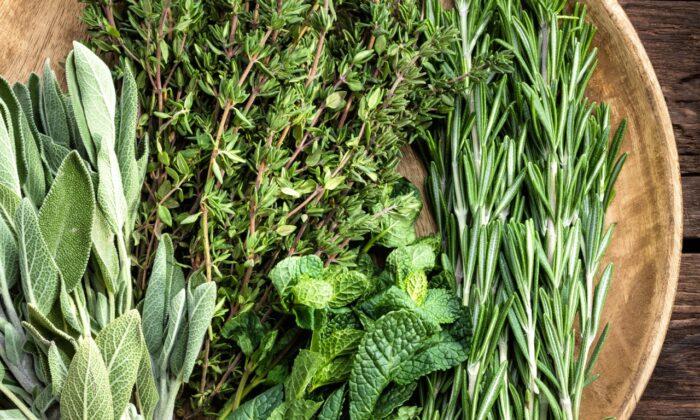 A Beginner’s Guide to Tuscan Herbs
