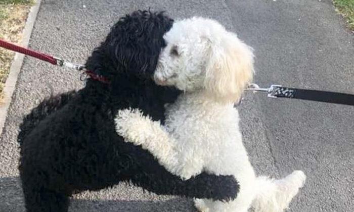 Dog Siblings Reunite After 10 Months and Share a Hug: ‘They Remembered Each Other’