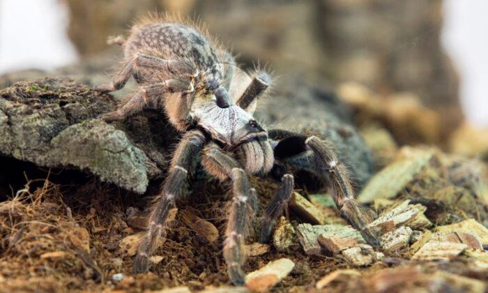 Scientists Discover Strange New Tarantula Species With ‘Horn’ on Its Back in Southwestern Africa