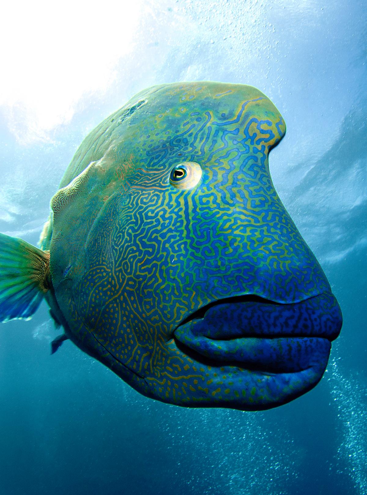 Napoleon wrasse, scientific name Cheilinus undulatus, is the largest member of the Labridae family of carnivorous fish. (Caters News)