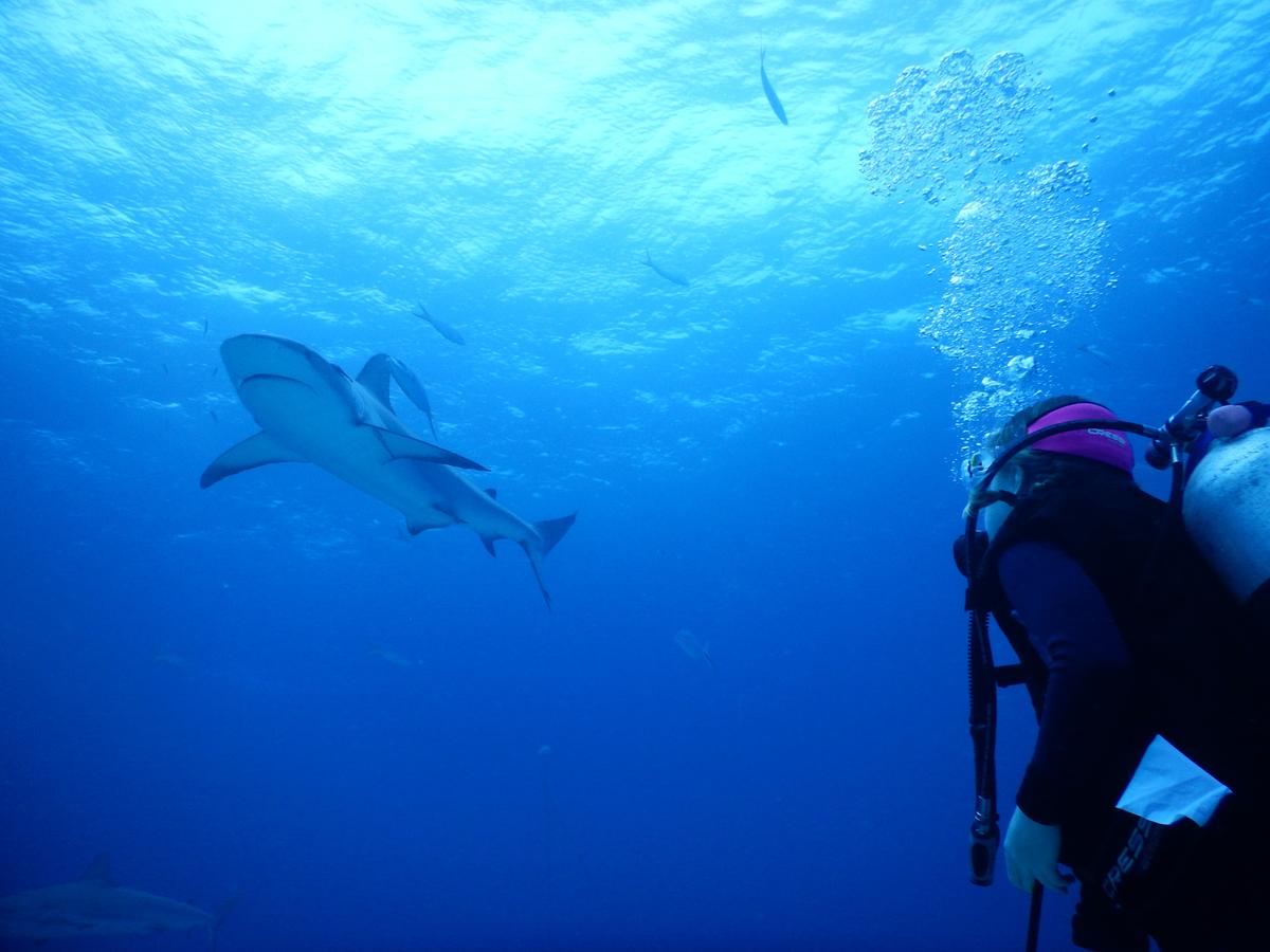 Amy Burns looking at a shark. (Caters News)