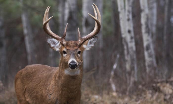 Hunter Gets Half His Face Ripped Off by Huge Deer as He Tries to Shoot It, Vows to Keep Hunting