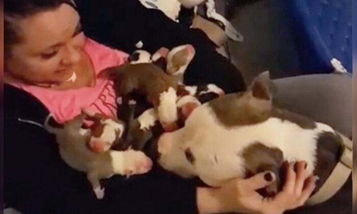 Pit Bull Mom Gives Birth to 11 Pups and Brings All of Them to Her Human Mom Who Rescued Her