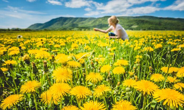 Cooking for Healing: How to Use Dandelions in Daily Meals