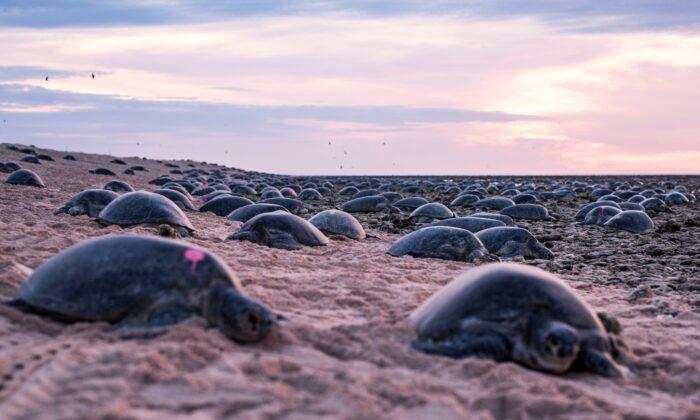 World’s Largest Green Turtle Colony Nearly Twice as Big as Thought