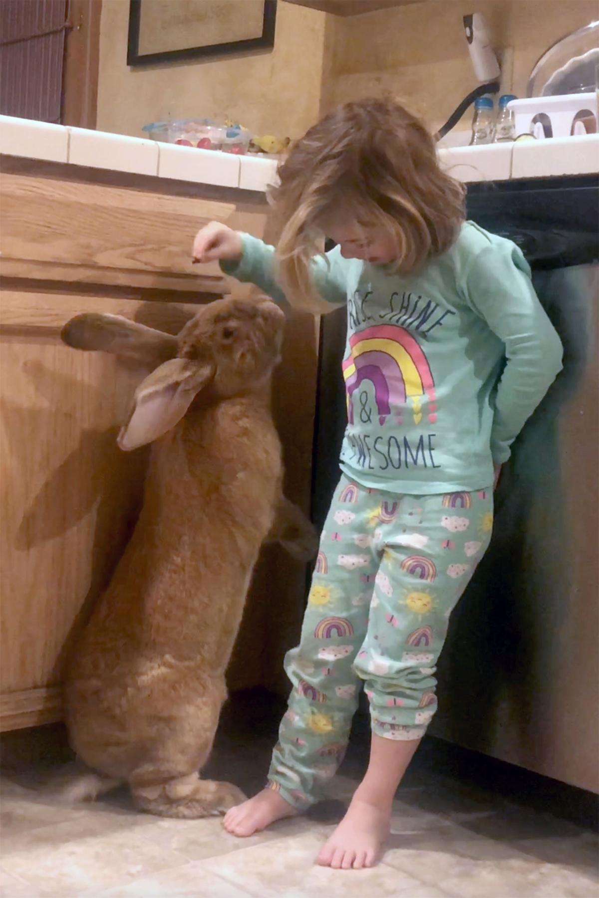 Cocoa Puff the rabbit plays with best friend Macy. (Caters News)
