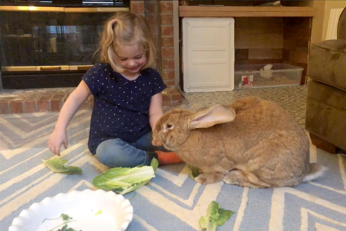 Cocoa Puff the rabbit who lives in Seattle, Washington, and is best friends with owner Macy. (Caters News)