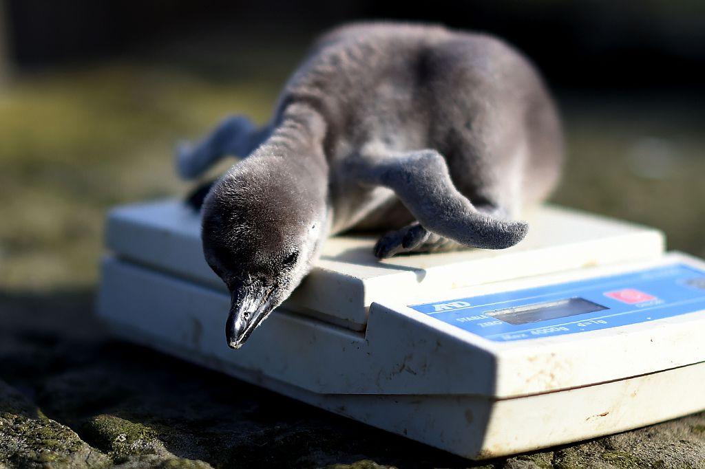 Two-day-old baby Humboldt penguin "Wotsit" is weighed at the penguin enclosure at Chester Zoo on April 5, 2016. (PAUL ELLIS/AFP via Getty Images)