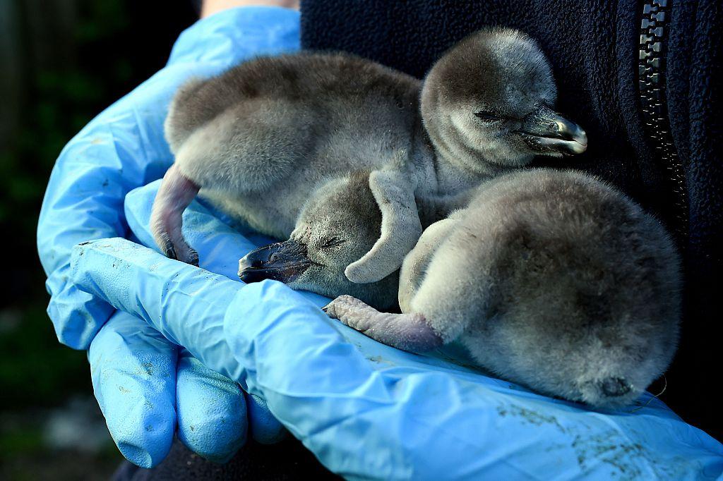 One-day-old baby Humboldt penguin siblings "Quaver" and "Cheeto" are held together on April 5, 2016. (PAUL ELLIS/AFP via Getty Images)