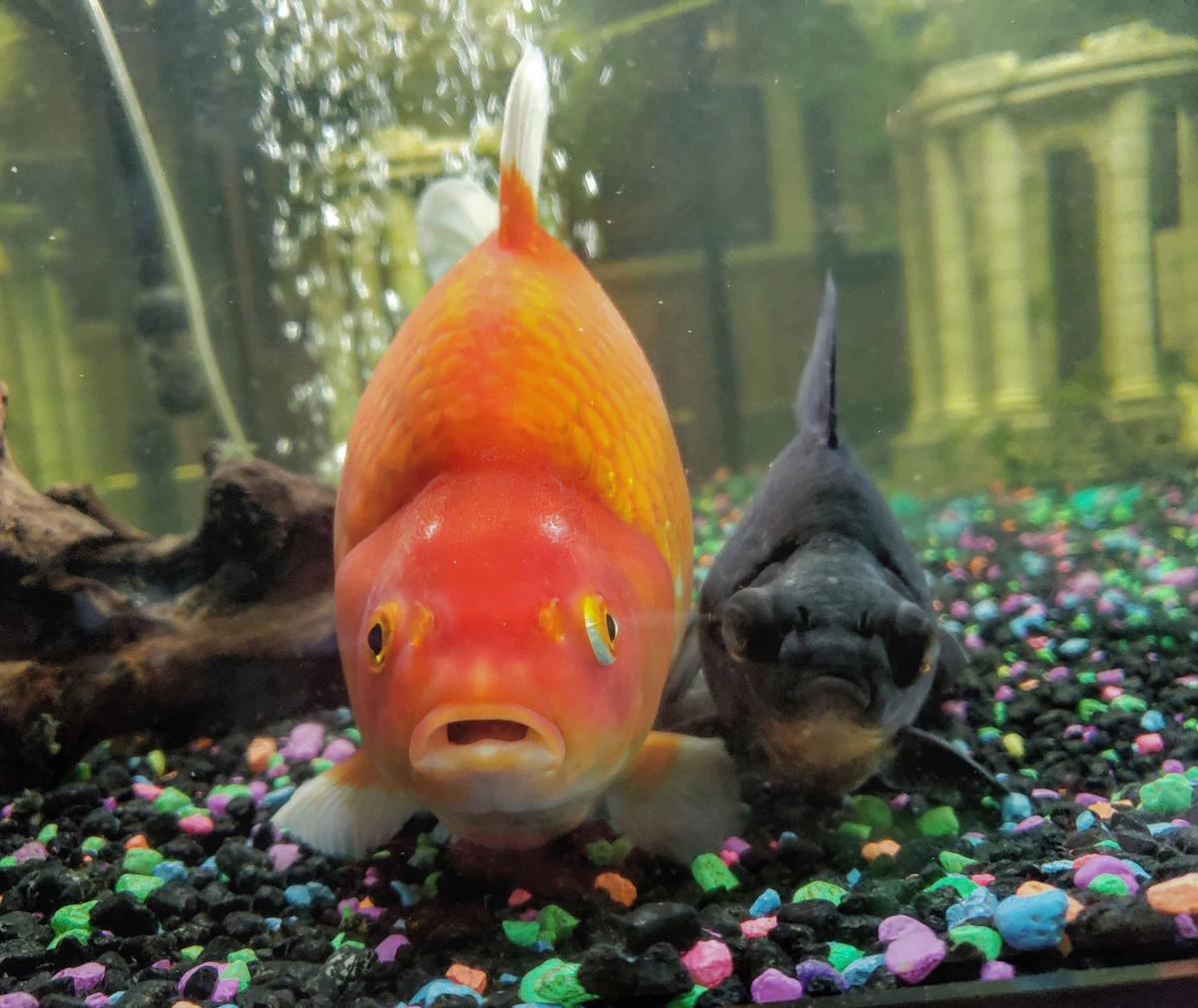 The monster guppy just kept growing—and now measures a whopping 12 inches long and has outgrown TWO fish tanks. (Caters News)