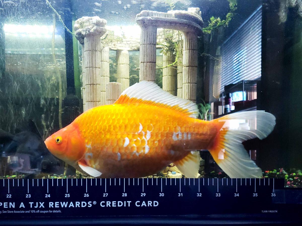 A woman has been left horrified after a 2-inch-long goldfish she won at a carnival grew into a 12-inch monster. (Caters News)