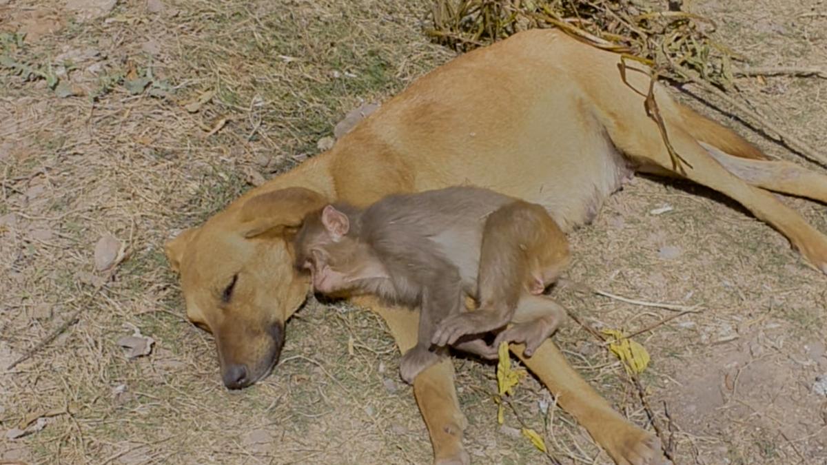 “The monkey infant seemed to be about 10 days old when locals poisoned the adult monkeys because it is said they are destroying their crops,” Badal told Caters. (Caters News)