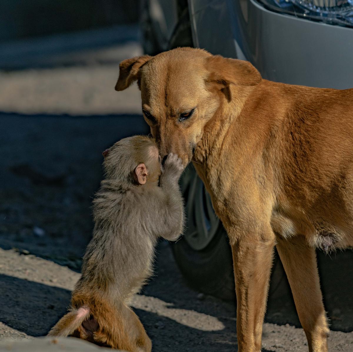 Orphaned monkey interacts closely with a pregnant dog in Chakki Mod, Solan, in Himachal Pradesh, northern India. (Caters News)