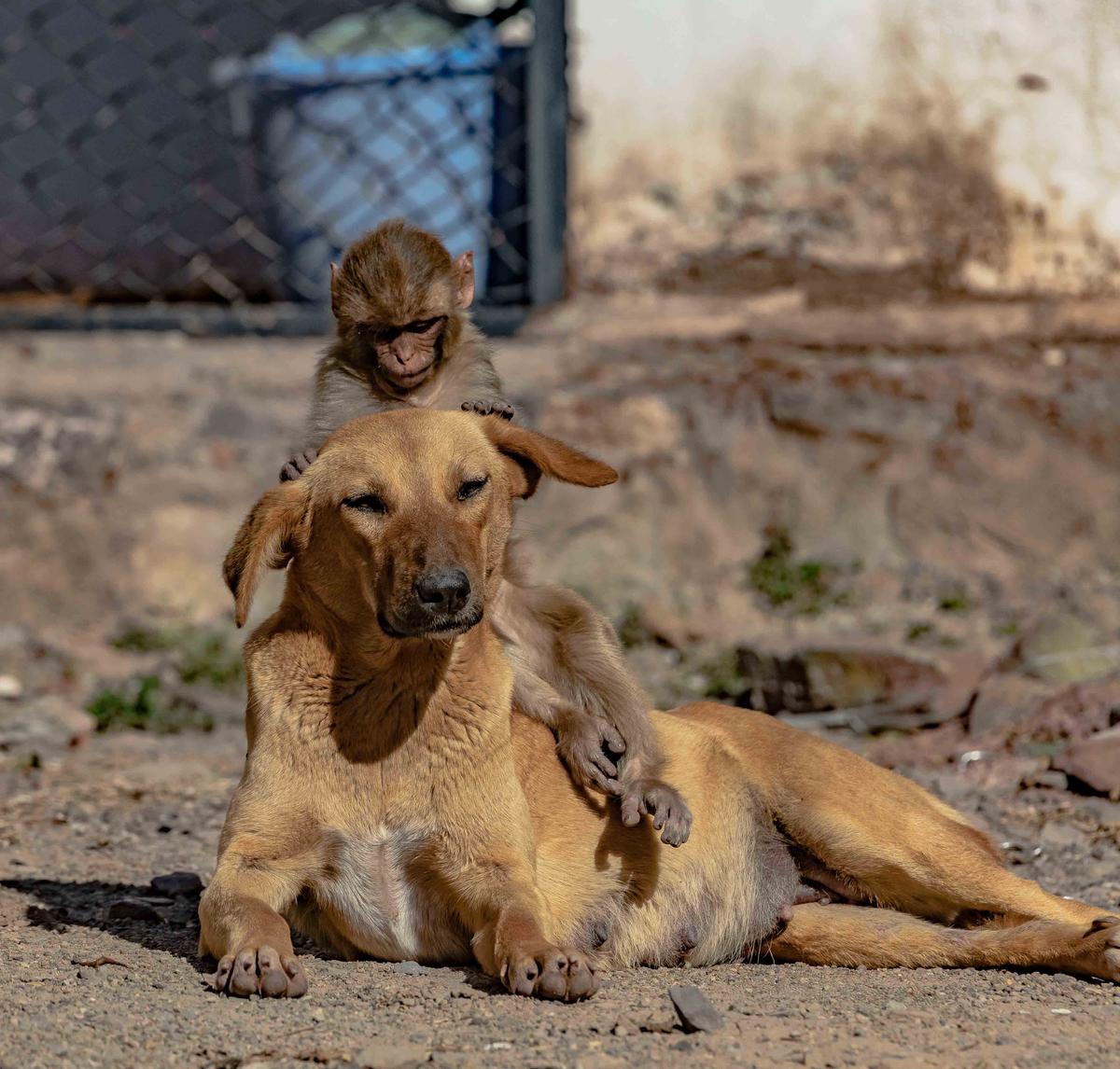 Orphaned monkey grooms a pregnant dog in Chakki Mod, Solan, in Himachal Pradesh, northern India. (Caters News)