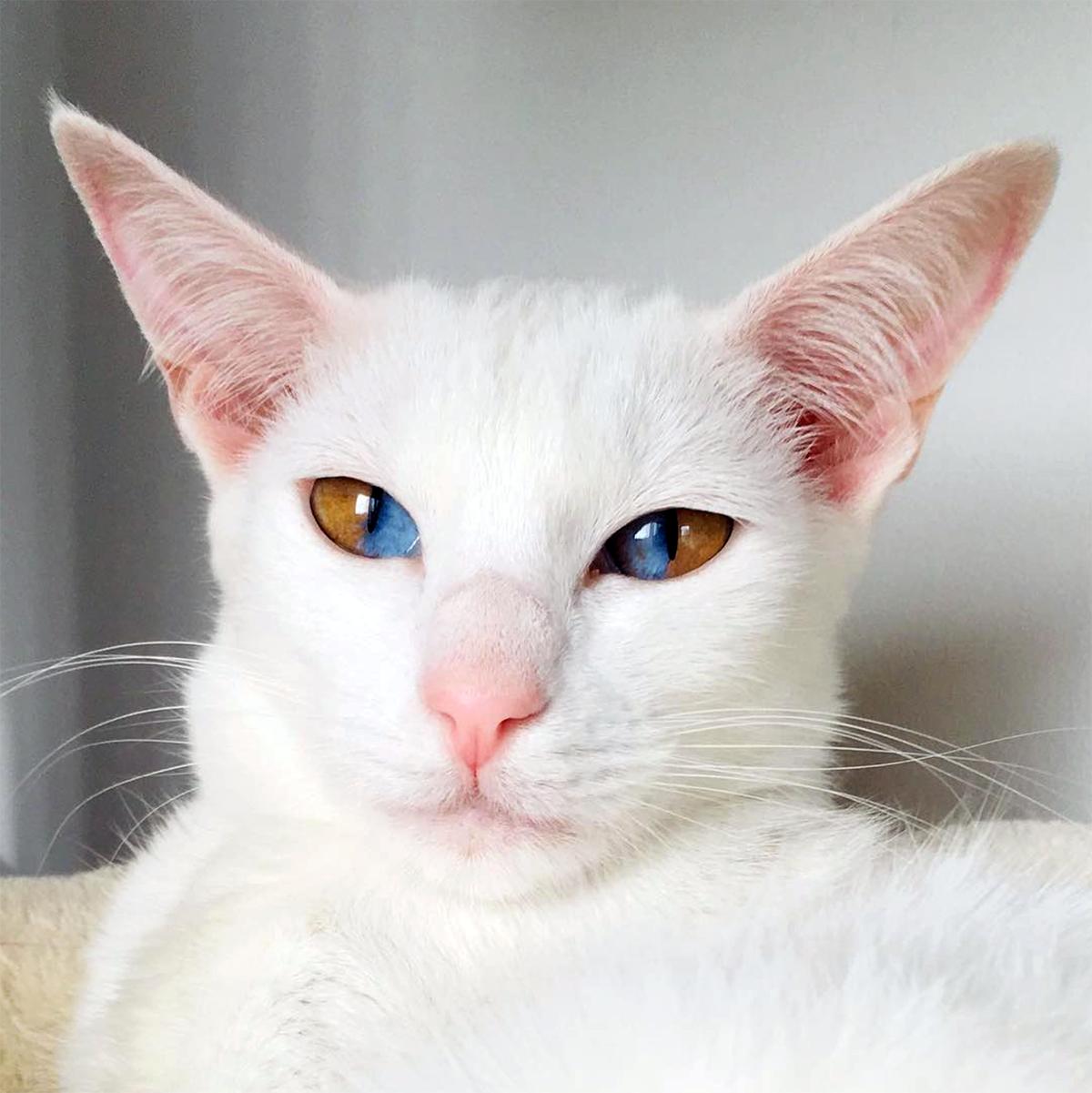 Olive has a genetic condition that means both her eyes are different-colored. (Caters News)