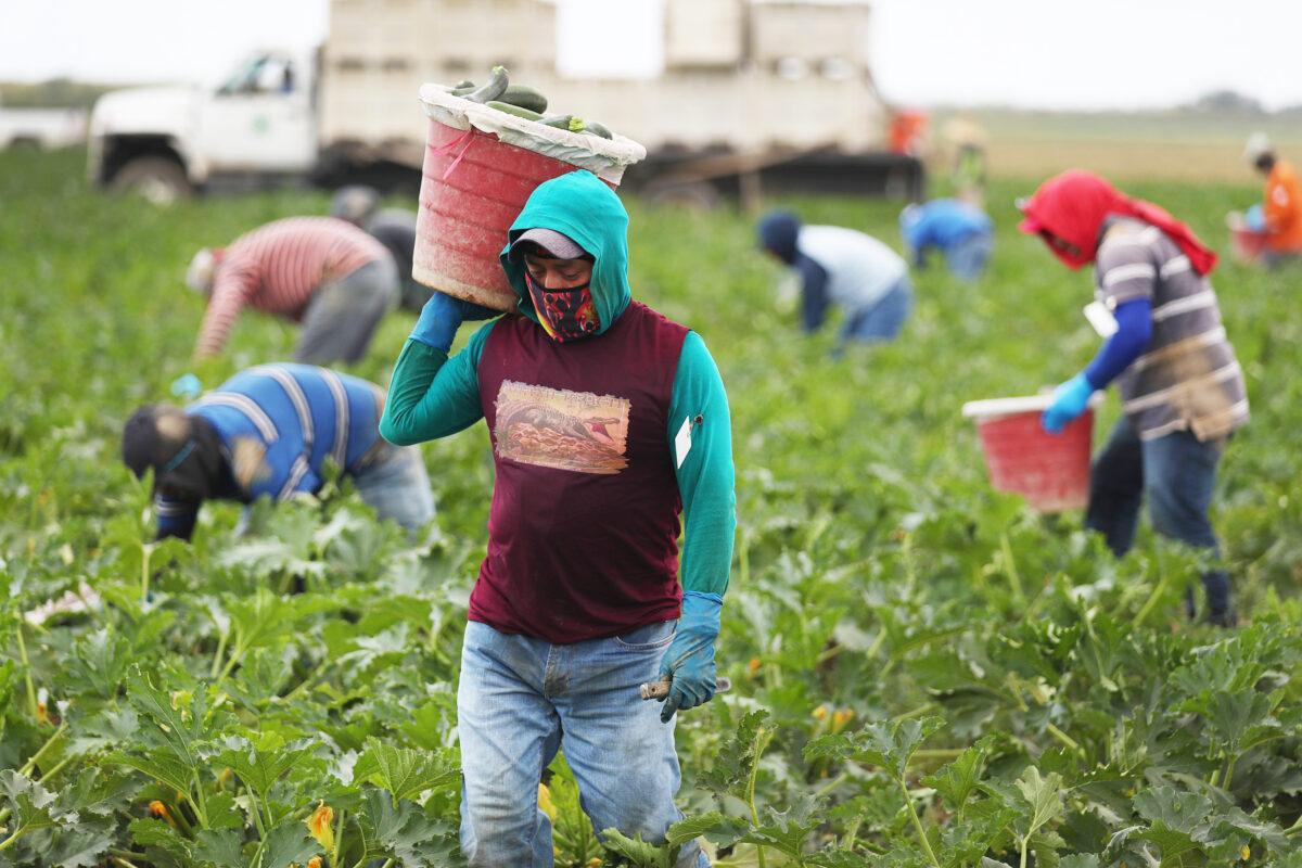 Farm workers harvest zucchini on the Sam Accursio & Son's Farm in Florida City, Fla., on April 1, 2020. (Joe Raedle/Getty Images)
