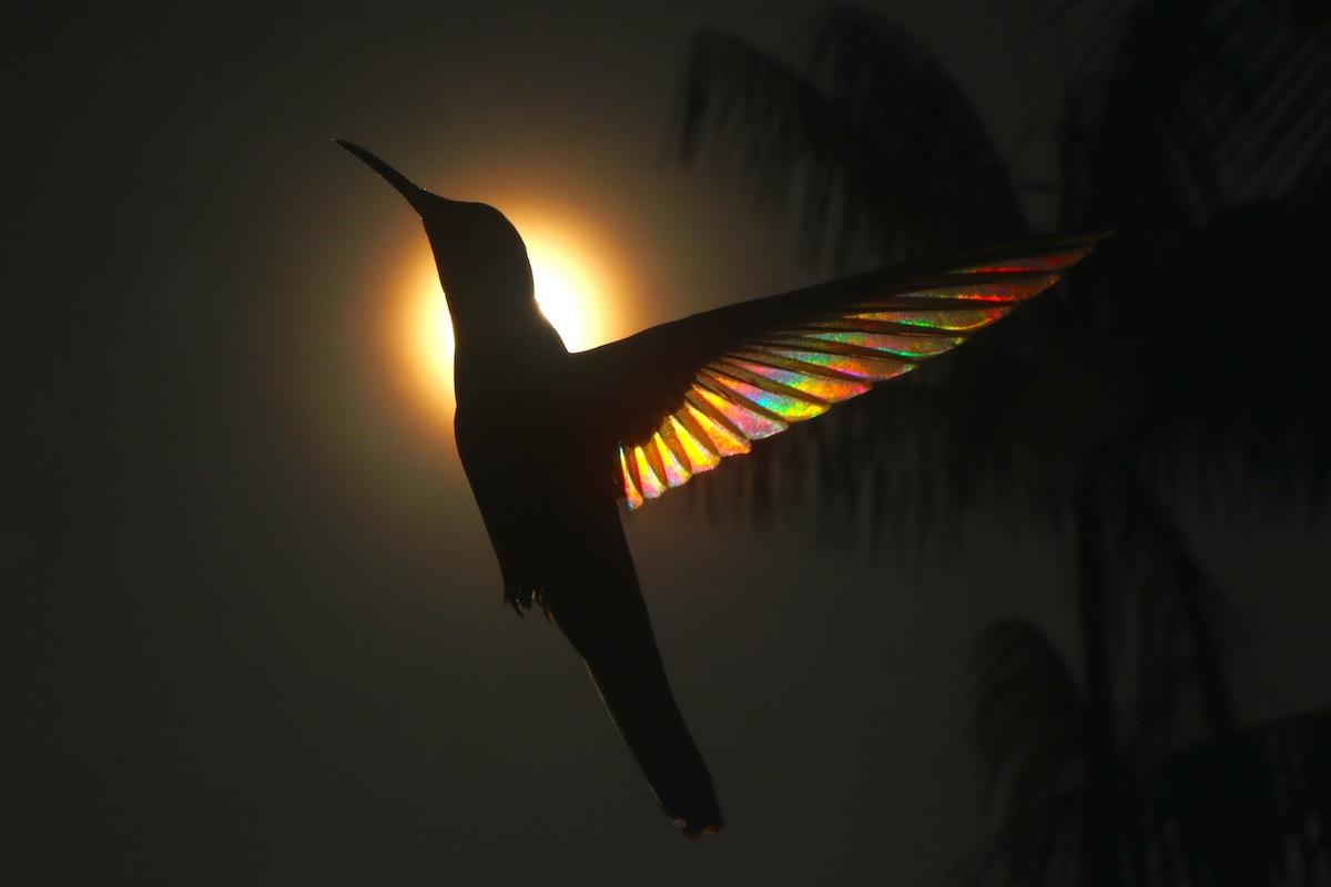 Hummingbird Mist (Courtesy of <a href="http://www.christianspencer.pro.br/PhotosNEW/index.html">Christian Spencer</a>)