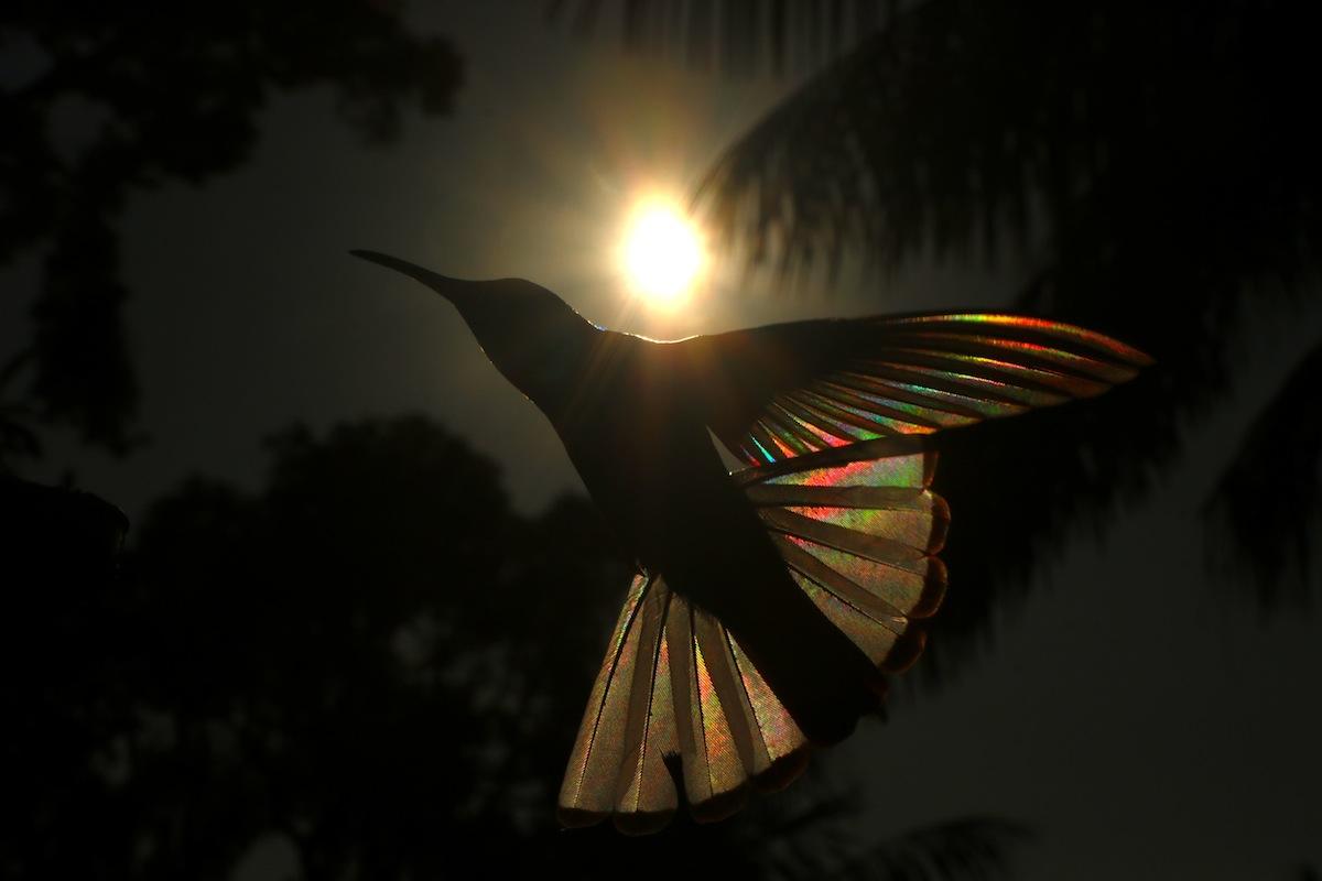 Hummingbird Origami (Courtesy of <a href="http://www.christianspencer.pro.br/PhotosNEW/index.html">Christian Spencer</a>)