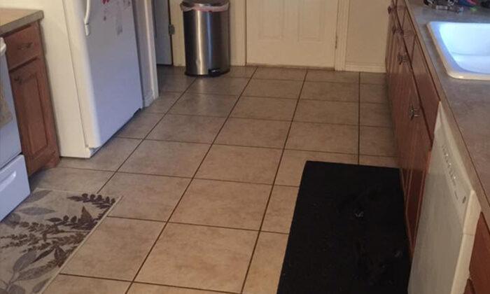 'Invisible' Dog Has the Internet Stumped–Can You See the Dog Hiding in the Kitchen?