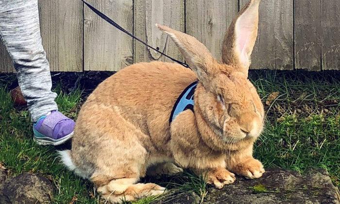 Giant House Rabbit ‘Cocoa Puff’ Is Almost as Big as His Human Sis, Has His Own Instagram