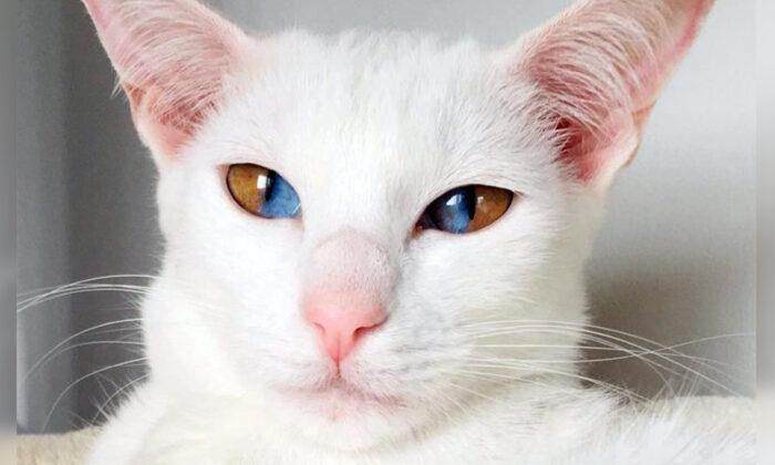Meet This Stunning White Cat With Rare Genetic Condition That Has Striking Two-Colored Eyes