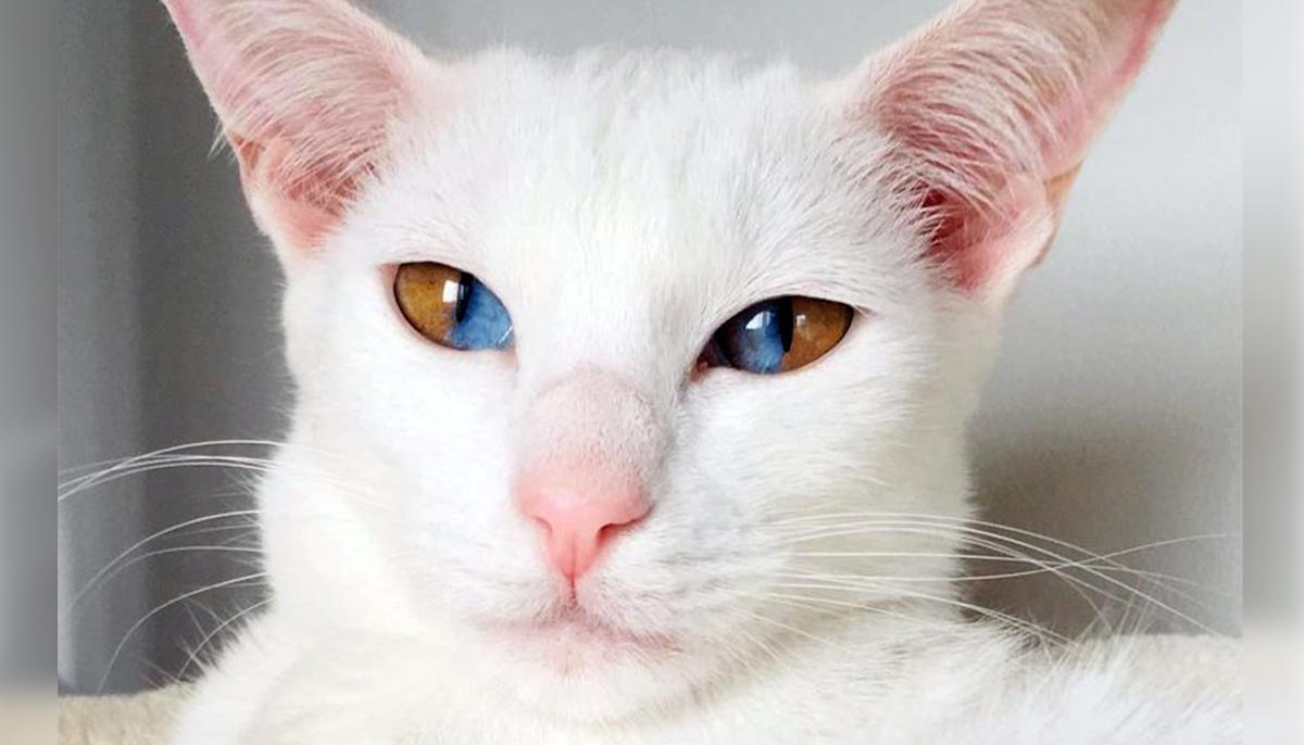 Meet This Stunning White Cat With Rare Genetic Condition That Has Striking Two-Colored Eyes