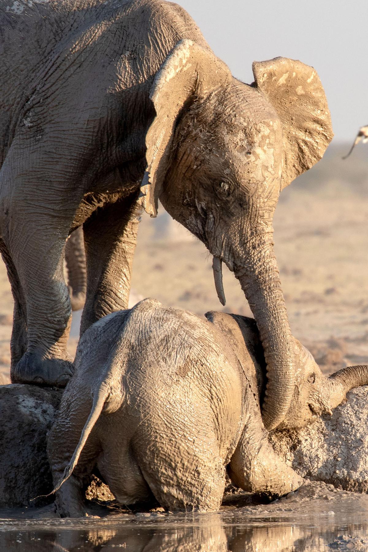 The mama elephant trying to rescue her calf from the watering hole. (Caters News)