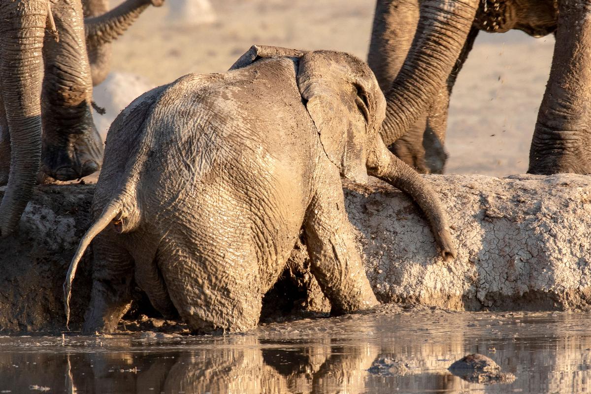 A baby elephant that got stuck in a watering hole. (Caters News)