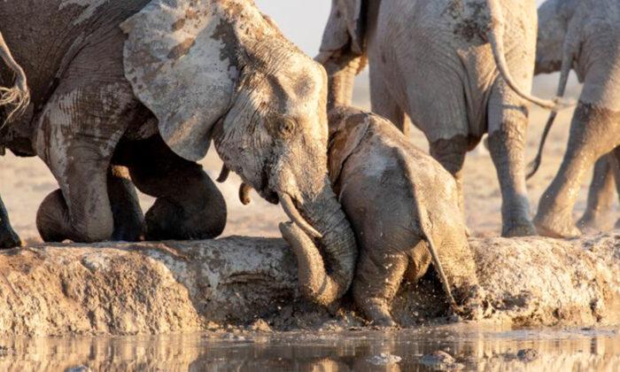Heartwarming Video Captures Elephants Rescuing a Calf That Slipped Into a Watering Hole