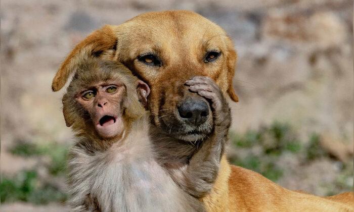 Mother Dog ‘Adopts’ Orphaned 10-Day-Old Baby Monkey After Its Parents Were Poisoned