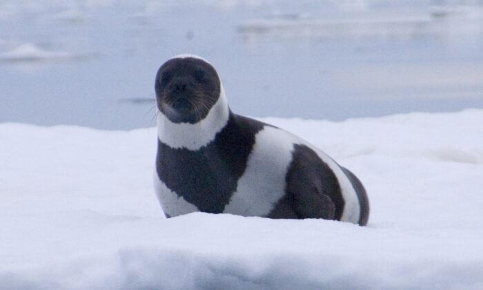 Extremely Rare Ribbon Seal With Four Gorgeous Bands Is the ‘Most Striking’ in the World