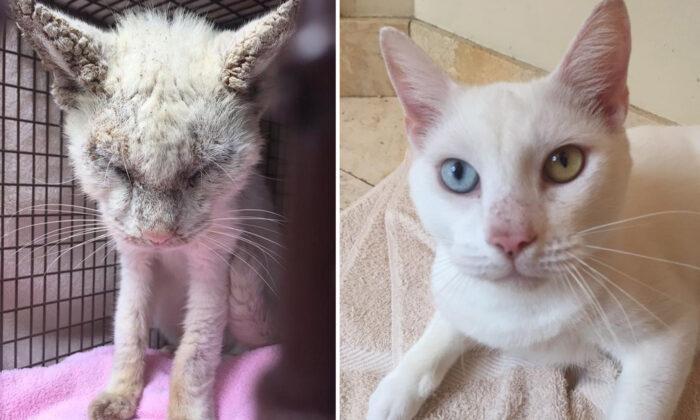 ‘Blind’ Cat Rescued From the Streets Finally Opens His Eyes to Reveal Two Stunning Different Colors